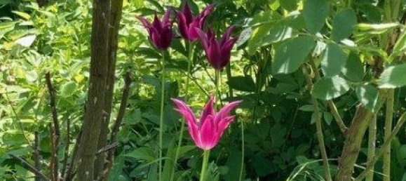 3غرفة بنغالو في Trausdorf an der Wulka, Austria رقم 174955 9