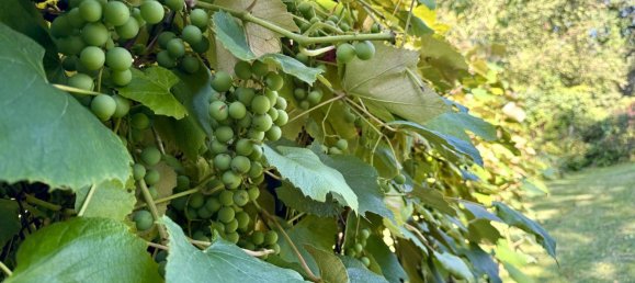 640m² Land in Gramastetten, Austria No. 232388 3