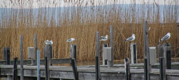 4 rooms House in Neusiedl am See, Austria No. 11502 5