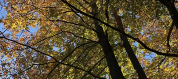  Land in Kladow, Germany No. 278347 2