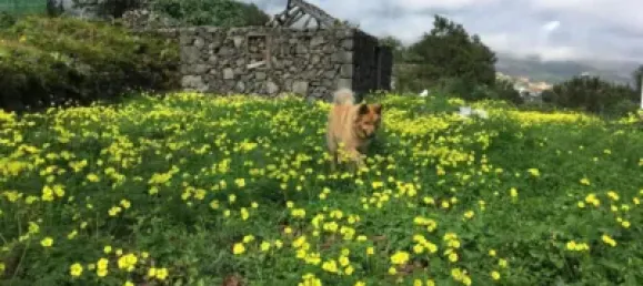 1 chambre Maison à La Palma, Spain No. 169504 39