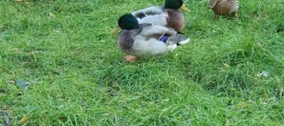 1 Schlafzimmer Wohnung in Herzogtum Lauenburg, Germany, Nr. 107787 7
