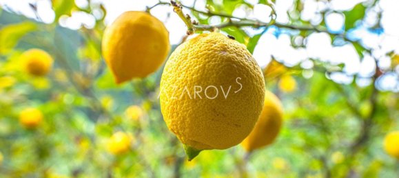 9 bedrooms Villa in Seborga, Italy No. 161769 10