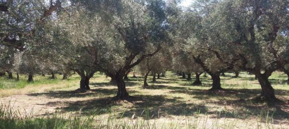  Hotel in Zakynthos, Greece No. 814 10