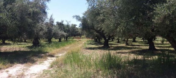 Grundstück in Zakynthos, Greece, Nr. 814 3