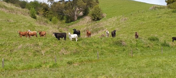 3 chambres Ferme à Loch, Australia No. 732 28
