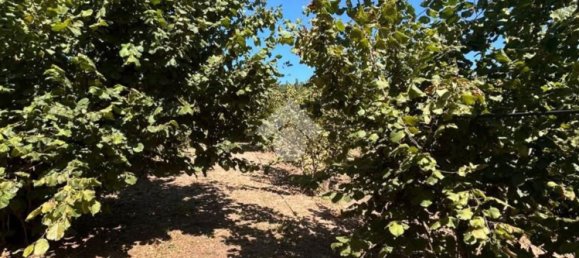 Grundstück in Trevi, Italy 26046m², Nr. 269930 12