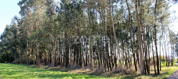 Terreno em Torreira, Portugal N.º 25448 3