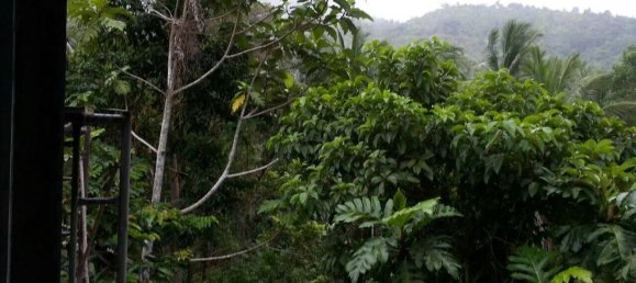 Grundstück in Surat Thani, Thailand 6472m², Nr. 73361 3