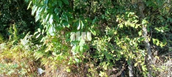 Grundstück in Espadanedo, Portugal 3400m², Nr. 50194 8