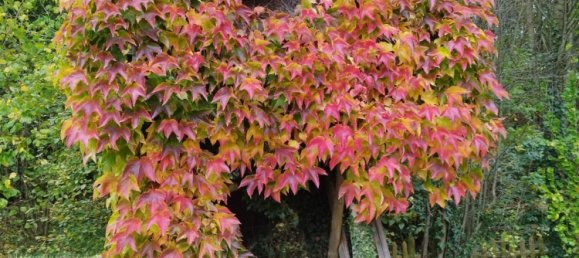 2 bedrooms House in Markischer, Germany No. 239541 7