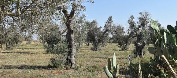 3-Zimmer Haus in Copertino, Italy, Nr. 234791 11