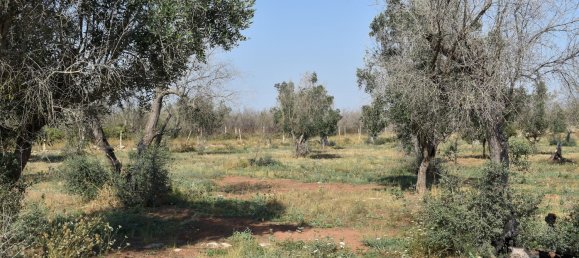 3-Zimmer Haus in Copertino, Italy, Nr. 234791 15