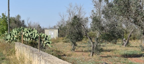 3-Zimmer Haus in Copertino, Italy, Nr. 234791 52