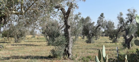 3-Zimmer Haus in Copertino, Italy, Nr. 234791 18