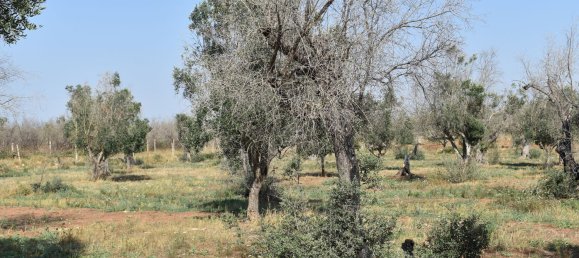 3-Zimmer Haus in Copertino, Italy, Nr. 234791 17