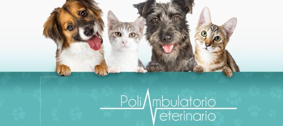 5 rooms Commercial property in Rome, Italy No. 333999 3