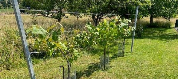 4 rooms Bungalow in Gussing, Austria No. 243286 16