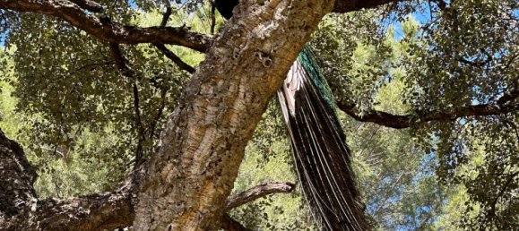 Земельный участок в Касарес, Испания № 135495 14