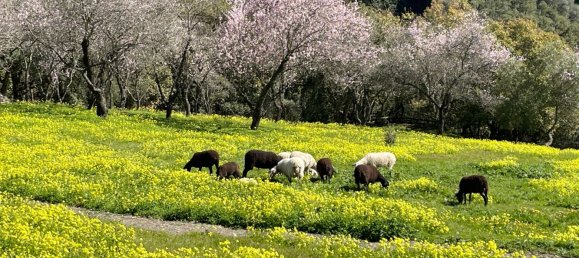 Земельный участок в Касарес, Испания № 135495 11