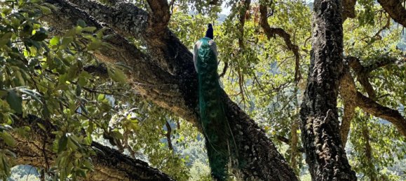 Земельный участок в Касарес, Испания № 135495 15