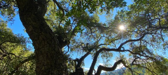 Земельный участок в Касарес, Испания № 135495 17