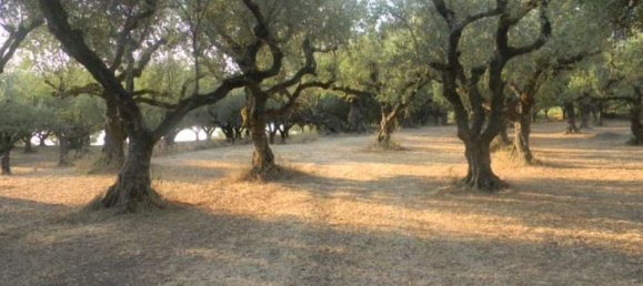  Hotel in Zakynthos, Greece No. 630 2