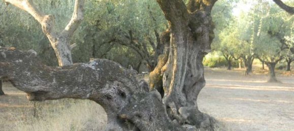  Hotel in Zakynthos, Greece No. 630 6