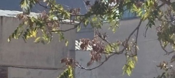 5 rooms Apartment in Florence, Italy No. 214591 50