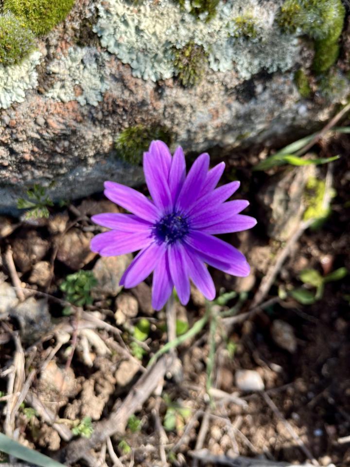 190000m² Land in Olbia, Italy No. 234989