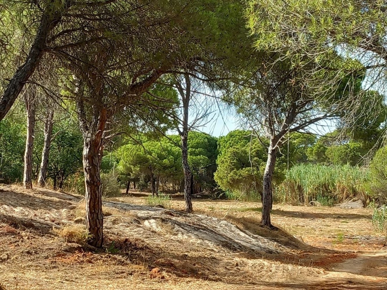  Land in Almancil, Portugal No. 336944