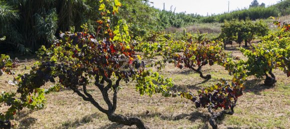 Terreno en Torres Vedras, Portugal 85000 m² No. 81361 9