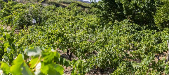 Terreno en Torres Vedras, Portugal 85000 m² No. 81361 7