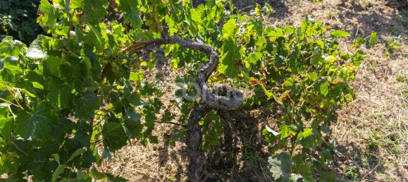 Terreno en Torres Vedras, Portugal 85000 m² No. 81361 23