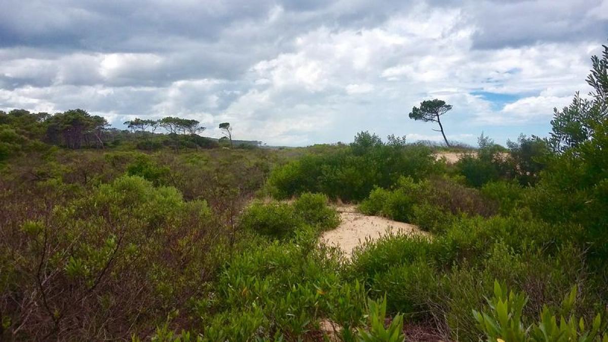  قطعة أرض في Maldonado, Uruguay رقم 15968