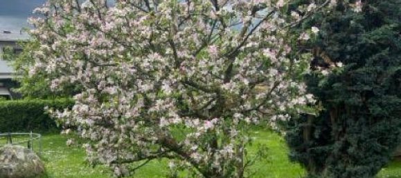 6 rooms House in Pols-Oberkurzheim, Austria No. 244212 16