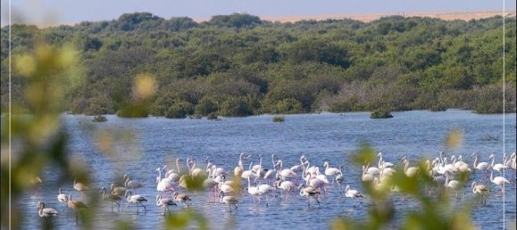 16680m² Land in Al Zorah, UAE No. 104273 22