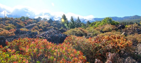 Земельный участок в Ла Пальма, Испания № 162714 19