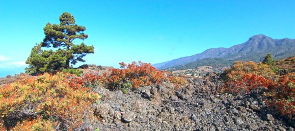 Земельный участок в Ла Пальма, Испания № 162714 23