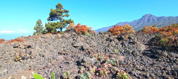 Земельный участок в Ла Пальма, Испания № 162714 15