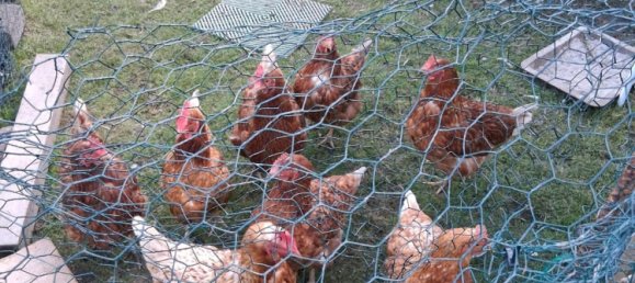 1 Schlafzimmer Haus in Remscheid, Germany, Nr. 278822 12