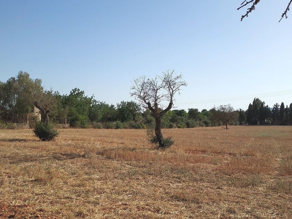  Land in Sencelles, Spain No. 279133