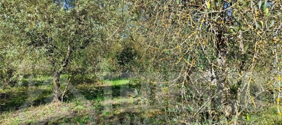 1600m² Land in San Nicola Manfredi, Italy No. 303447 9