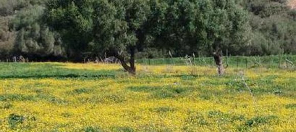 Terreno en Vejer de la Frontera, Spain 11500 m² No. 186683 4