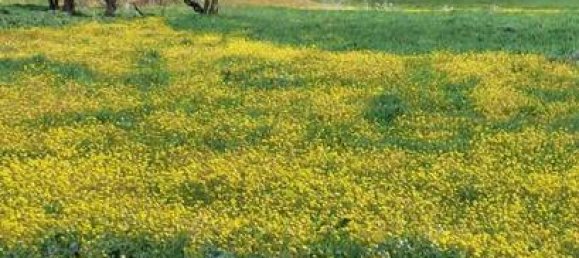 Terreno en Vejer de la Frontera, Spain 11500 m² No. 186683 3