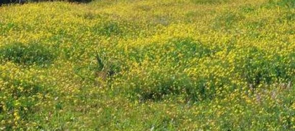 Terreno en Vejer de la Frontera, Spain 11500 m² No. 186683 5