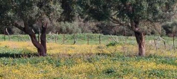 Terreno en Vejer de la Frontera, Spain 11500 m² No. 186683 6