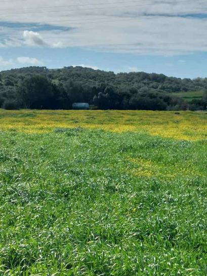 Terreno en Vejer de la Frontera, Spain 11500 m² No. 186683