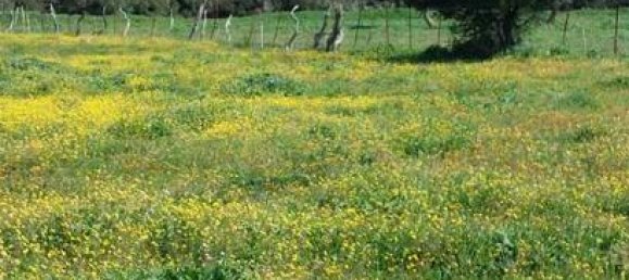 Terreno en Vejer de la Frontera, Spain 11500 m² No. 186683 9