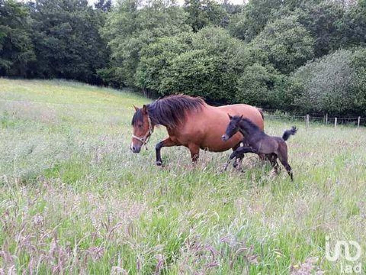 4 bedrooms House in Guingamp, France No. 9871